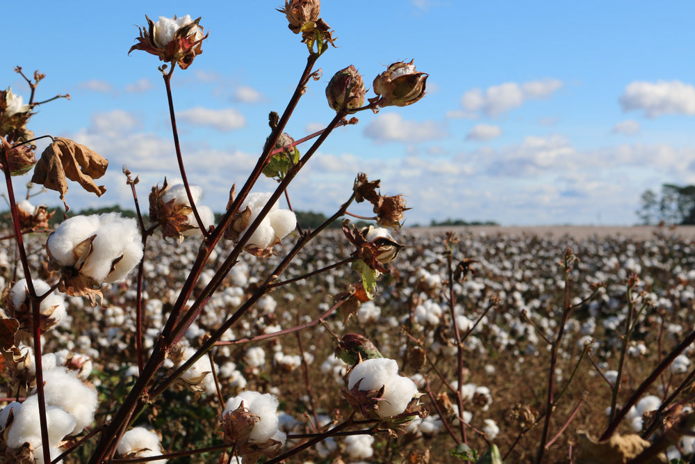 What is the difference between organic and traditional cotton?