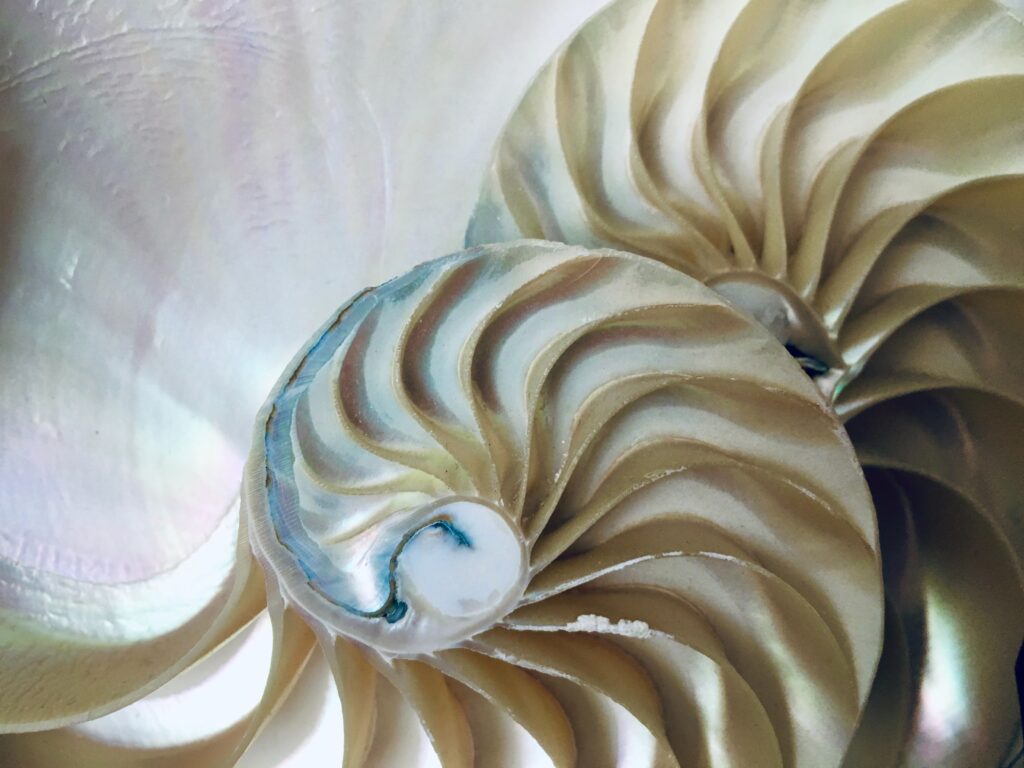 Shell spiral