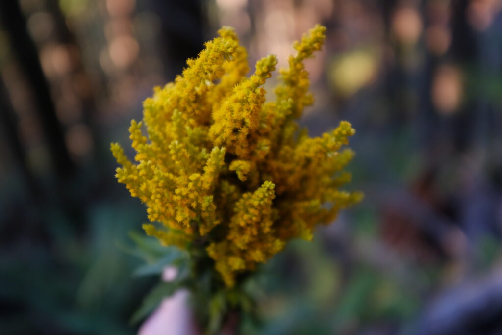 goldenrod plant in the PNW